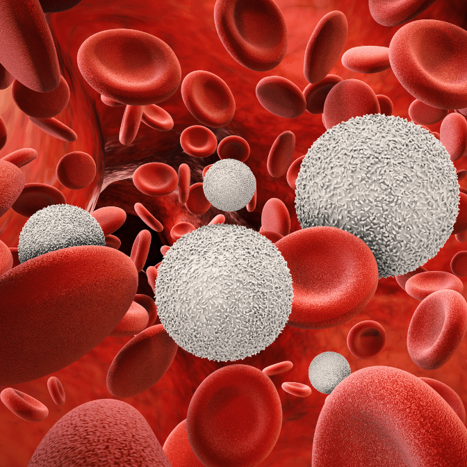 Image showing Red and White Blood Cells